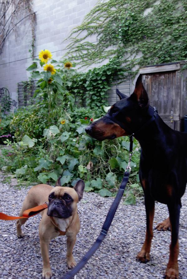 Matt_James_I's tweet photo. @The_Hydrant - Hanging out with these guys at the community garden...
#HydrantCrew #Toronto http://t.co/cNMK6ySPZO
