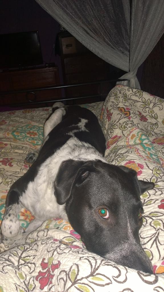 DukeOfSnuggles's tweet image. I'm a snuggler. It's just who I am.