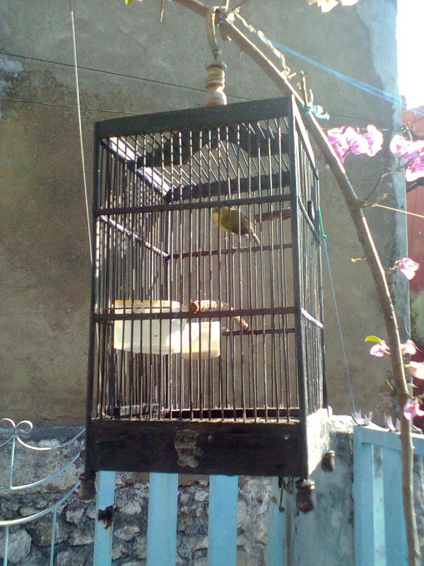 RinaldiRiz's tweet image. Ini yang si kecil #kicaumania #pecintaburung #pleci