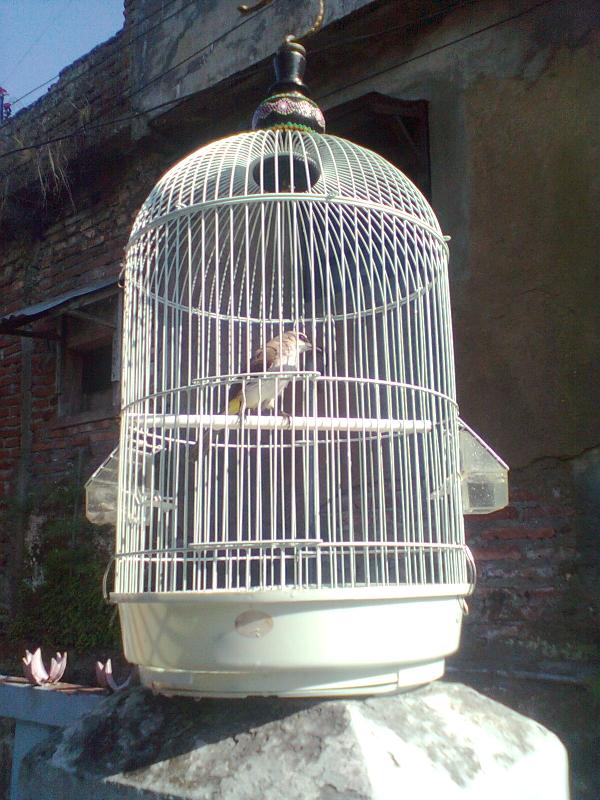 RinaldiRiz's tweet image. Ini yang si besar #kicaumania #pecintaburung #trocokan