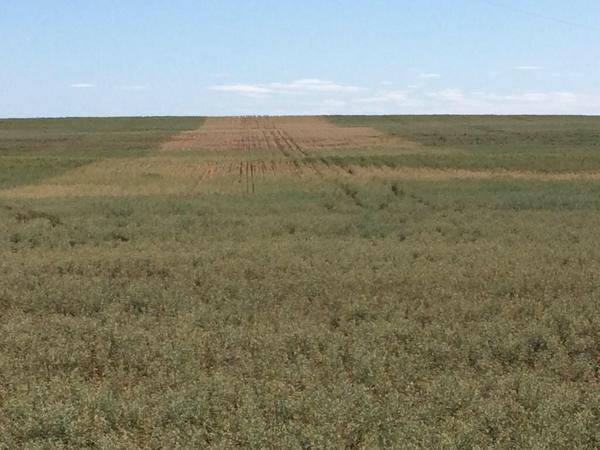 Boom spray miss of Affirm showing diamond back moth damage in the missed boom strip. It definitely works !!