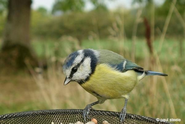 paul_steele's tweet photo. Hungry Blue Tit http://t.co/JfPZNBBMIa #SonyQX http://t.co/hnd50yIrKw