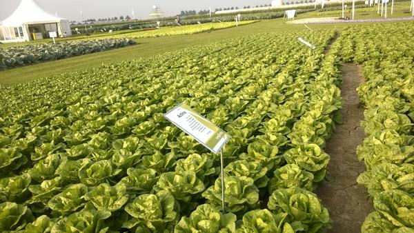 Kingston22W's tweet photo. #ofdd #Nick Bennett #Actina #Syngenta great Romaine with excellent tip burn tolerance @michaelvbaekel http://t.co/CM2Gx62Bmc