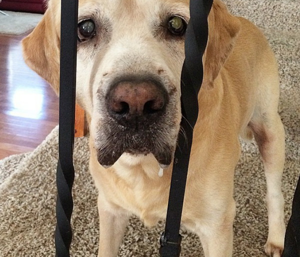 HunterYellowLab's tweet photo. Daddy can I please have that cookie? http://t.co/0YxfdkPImN