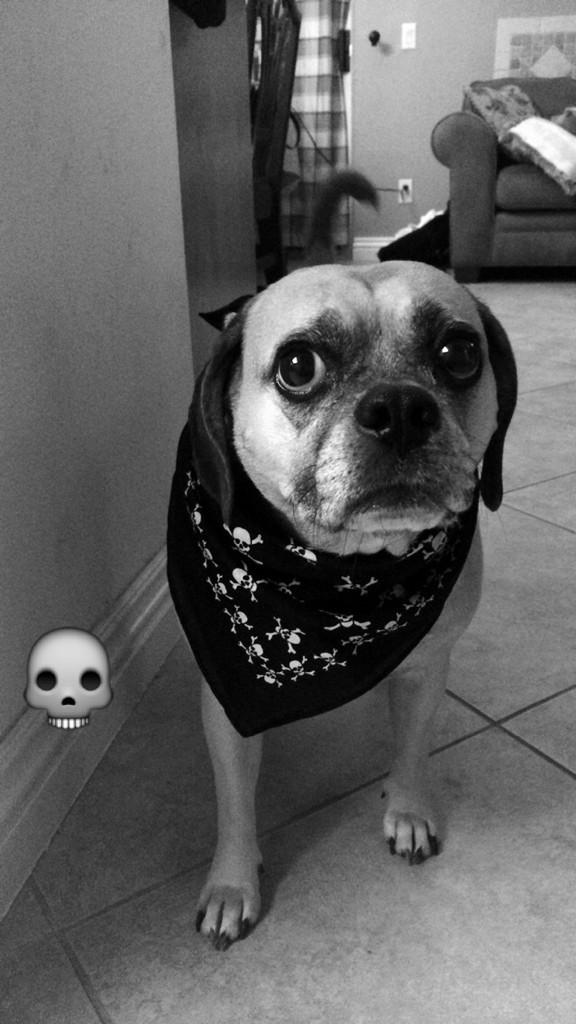 NikeThePuggle's tweet photo. Puggles of Anarchy #BadToTheBone http://t.co/KLVDtZCA3G