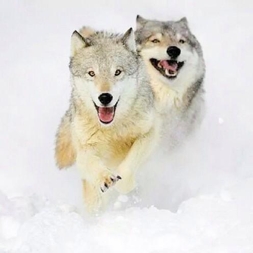WitchWolfGame's tweet photo. Full speed ahead!! Thanks for following! #witchwolfgame http://t.co/bo3ouMkreW