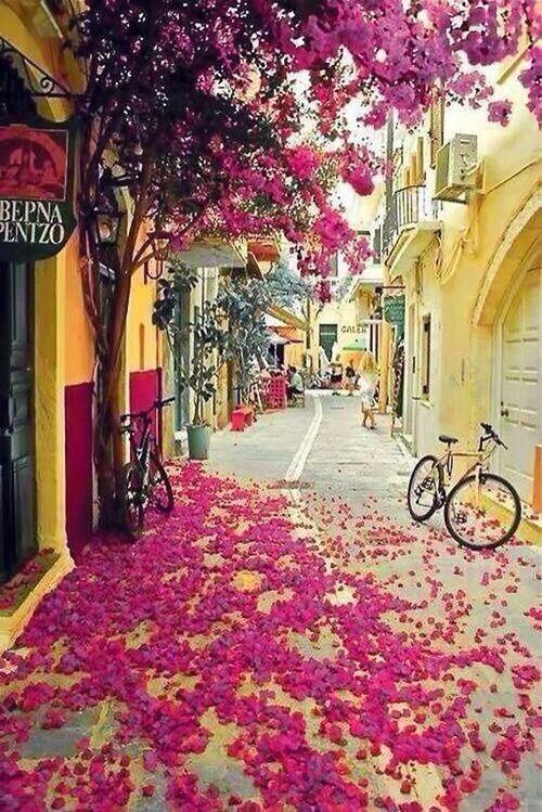 _Paisajes_'s tweet photo. Bougainvillea, Isla de Creta, Grecia http://t.co/c1GIwqECib