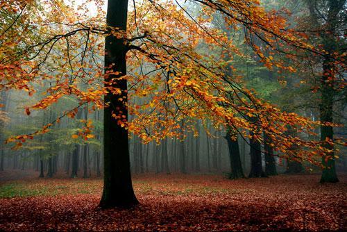 EL OTOÑO SE ACERCA CON MUY POCO RUIDO...* - Página 4 ByMnc-LCEAAjq2g