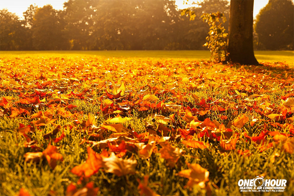 HarrisOneHour's tweet image. Fall has officially begun!