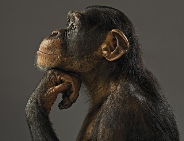 A chimp can think of things that aren't there, like hidden food. But can it imagine a unicorn? ow.ly/BOqqj