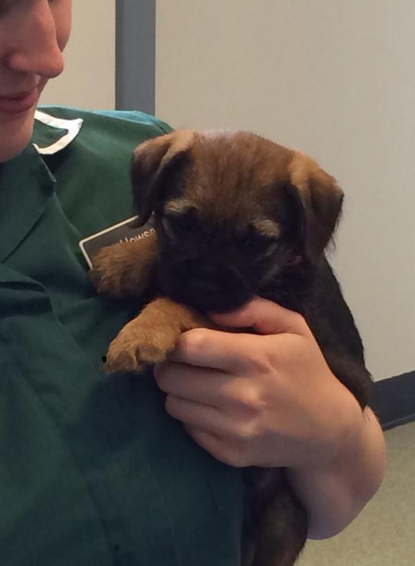 ashtreevet's tweet photo. Meet Crumpet, the latest member of our team @ashtreevet ! #dog #cute #puppys  #bestinshow  #crumpetthedog http://t.co/qJdW4ICmt3