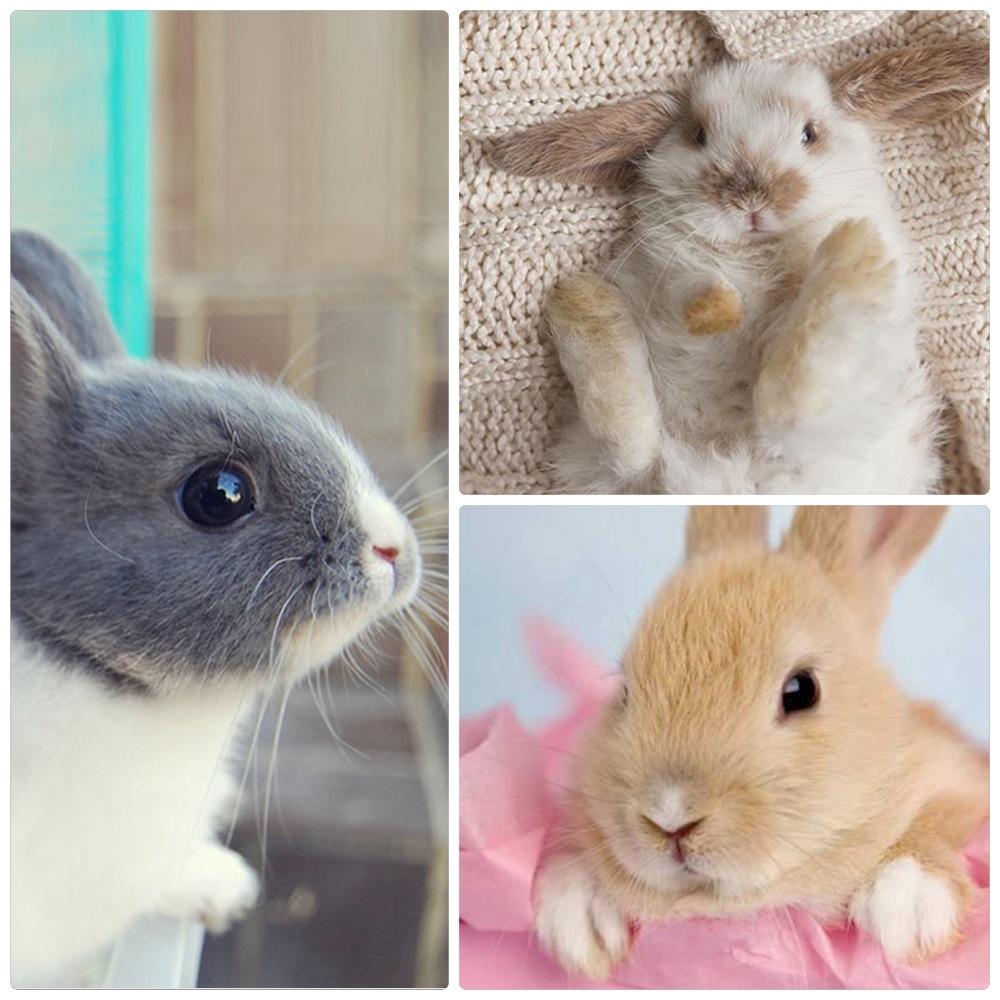 Line Deco公式アカウント Na Twitteri 可愛すぎ うさぎの壁紙シリーズ ダウンロードしてとっておきたいね もっともっとあるので 見てみてね ウサギ写真 可愛い動物 壁紙 動物写真 Http T Co 60rbwrywhc