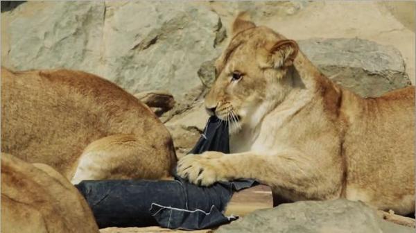 trendwatching's tweet photo. Kamine Zoo create limited edition distressed jeans 'designed' by zoo animals http://t.co/qecoZQ0XQA #MASSCLUSIVITY http://t.co/kJa0WmMDIc