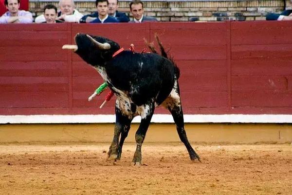 PartidoPACMA's tweet photo. Esta noche a las 22h los vecinos de Algemesí darán muerte a varios becerros. Escribe ya a: ajuntament@algemesi.net http://t.co/RylyeLLrhb
