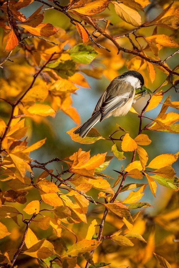 EL OTOÑO SE ACERCA CON MUY POCO RUIDO...* - Página 4 ByN_V5TIMAAZcFj