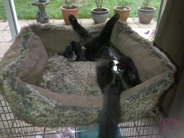 vets_alpha's tweet photo. Hands up who thinks theyre the cutest? http://t.co/fF3YNamGqd