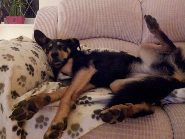 vets_alpha's tweet photo. Hands up who thinks theyre the cutest? http://t.co/fF3YNamGqd
