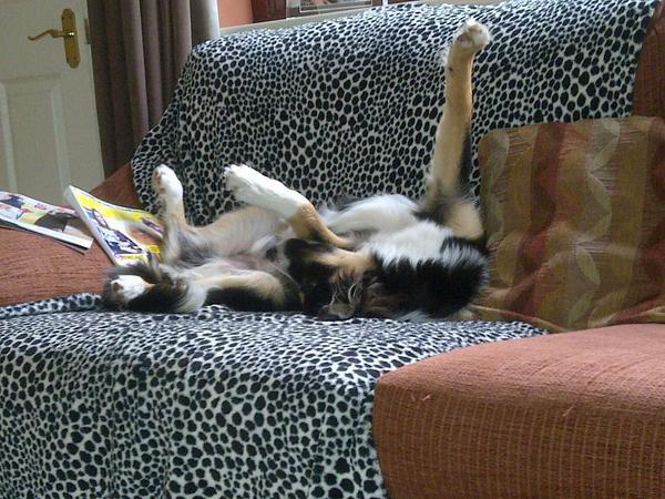 vets_alpha's tweet photo. Hands up who thinks theyre the cutest? http://t.co/fF3YNamGqd