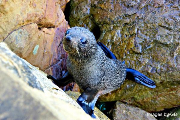Baby seal resting at Terrigal Beach today.