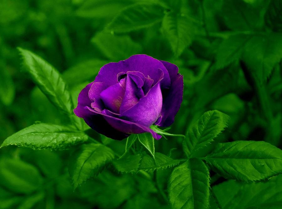 WallpapersWide.com (@WallpapersWide) | Twitter