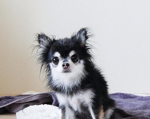 dog_dada's tweet photo. "I hate bathing."
おふろ、きらい。
#dogs #chihuahua #dada #instagramers #AfterBathing http://t.co/74zEdeurGt