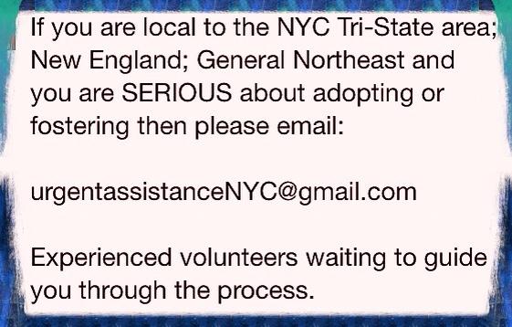 TheRealToriNYC's tweet image. #NYC #SAVESIMBA DIES NOW @ #NYCACC!

Email for rescue help NOW! Time of the essence!!!

UrgentassistanceNYC@gmail.com