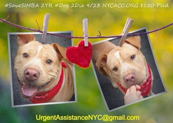 TheRealToriNYC's tweet image. #NYC #SAVESIMBA DIES NOW @ #NYCACC!

Email for rescue help NOW! Time of the essence!!!

UrgentassistanceNYC@gmail.com
