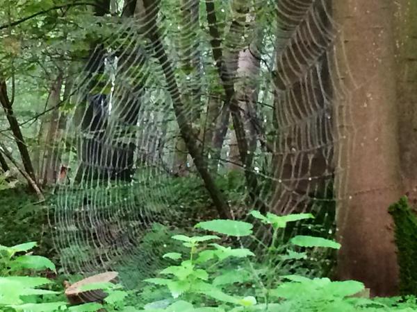 GAcresWB_Colney's tweet photo. A visitor to #Colney shared this fantastic photo of a spider's web seen at the park over the weekend http://t.co/2gUkiMmi0r