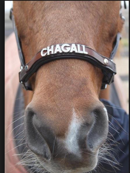 myhorsehavanne's tweet photo. rt of fv als je zo'n halster wilt met de naam van je lieveling ⭐️ #pw8 http://t.co/wZXOGEtWvl
