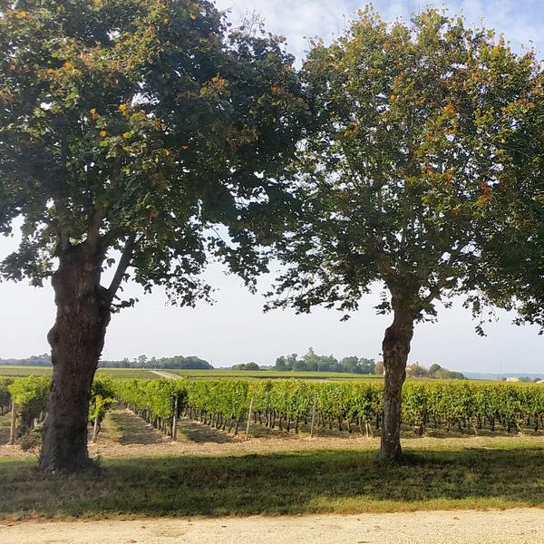 amelienollet's tweet photo. #VendangesGironde #teamgironde #BFV2014 au grand air ! Elle est belle notre #Gironde @tourismegironde http://t.co/0TPUx87Prg