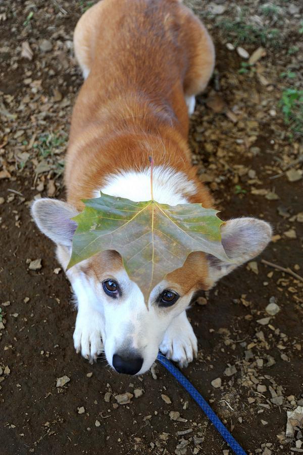 TacticAnyLink's tweet photo. RT @BuzzFeedAnimals "Here's a cute corgi for your #FirstDayOfAutumn! http://t.co/QMp6lyXbxh"
