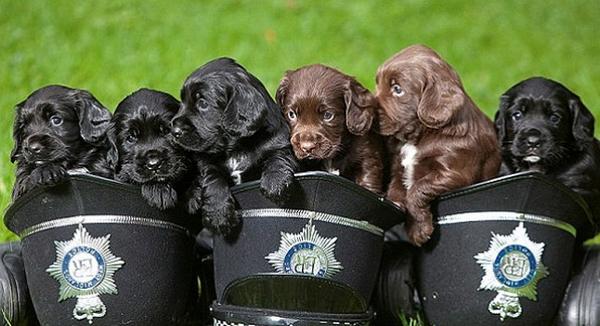 A3Noticias's tweet photo. [Blog:'Esto no es Noticia']: La Policía de West Midlands presenta a sus futuros perros policía http://t.co/2huQmJiC9T http://t.co/KyLTgKCVXo