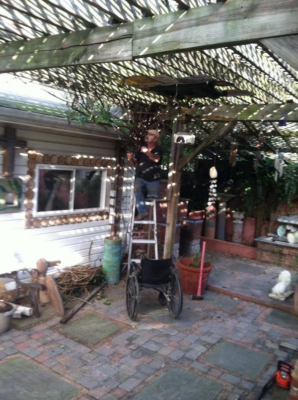 Dreamsofpeace's tweet image. My husband cutting down wisteria!