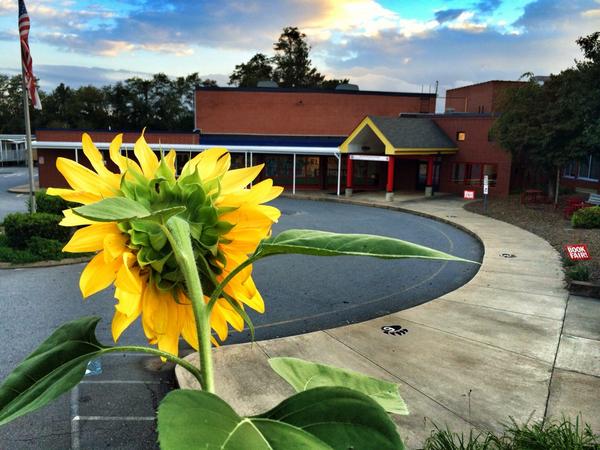 Growing minds and Sunflowers at Johnston Elementary. <a href="/BuncombeSchools/">Buncombe Schools</a> <a href="/LeadAndLearn/">Leading & Learning</a>