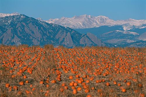 Feeling like #PumpkinSpiceFlatirons in #Boulder #Colorado

(Via @BoulderCVB // <a href="/BounceBack303/">BounceBack303</a>  #OnlyInBoulder #COFall