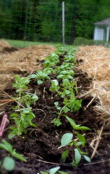 Join us &amp; <a href="/ATFence/">Across the Fence</a> today as we share tips to up intake of vegetables when living with #breastcancer | <a href="/wcax/">Channel 3 News</a> 12:10 PM