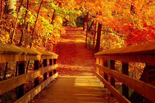 LCG_Tech's tweet image. Happy first day of Autumn everyone!
