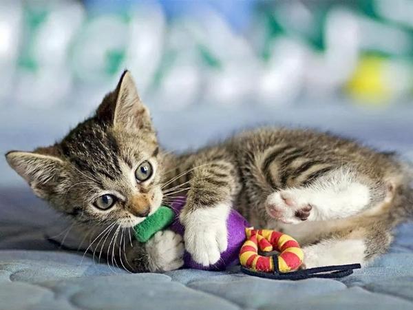 babykitten's tweet photo. Aww good morning friends  :D http://t.co/xbMWFSz2j0
