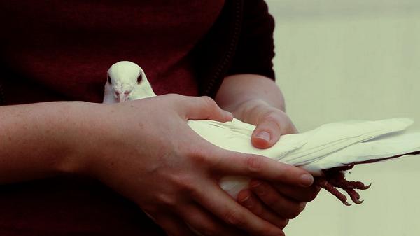 CarryMeHomeDoc's tweet photo. @pigeonbasics Thank you so much for supporting Carry Me Home! This pigeon is definitely ready for their close up! http://t.co/4bNROogEEp