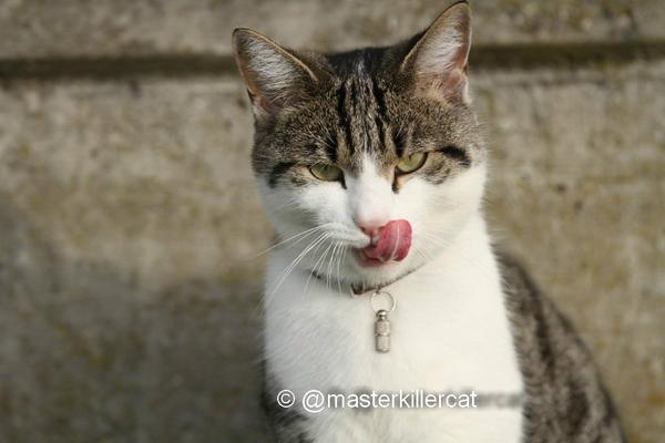 masterkillercat's tweet image. I wish today for all #cats in the world &amp;gt; have enough food and a good home!! &amp;gt; #tunaduesday #catlover