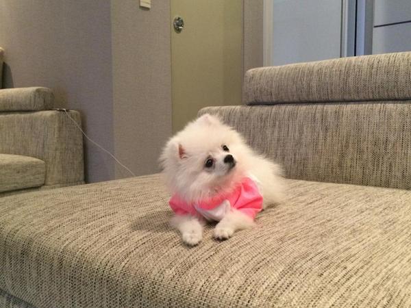jonghyun_owen's tweet photo. 우리 시로공주 핑크가 잘받네.
가을엔 나그랑이지.ㅋㅋㅋㅋㅋ http://t.co/mhN5eOoI3h