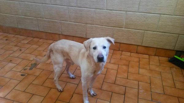 gatitoos_'s tweet photo. PORFABOR¡ Un RT para q este labrador encuentre casita¡SUS DUEÑOS NO LO QIEREN¡ @CorinaRandazzo @KilateMLM @Joanaluri http://t.co/zSyOn1jLqy