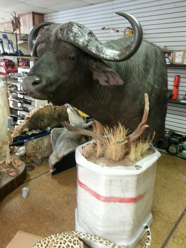 WildTransport's tweet photo. Some of our most recent trophy deliveries! We will deliver your meat too! http://t.co/jLj8YmTPUc