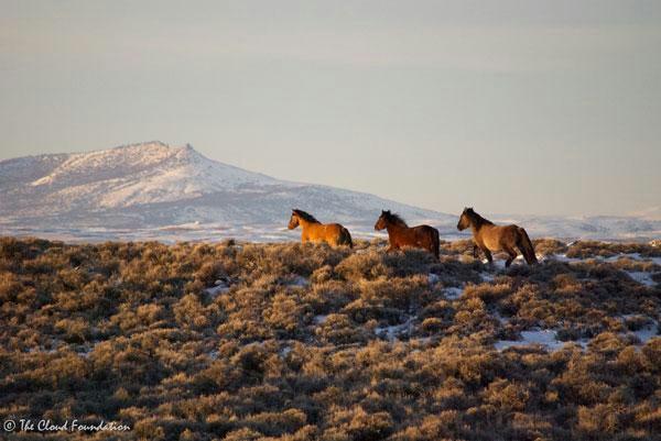 Run Wild, Run Free...  via @heysooz #WarOnWildHorses #justice4mustangs