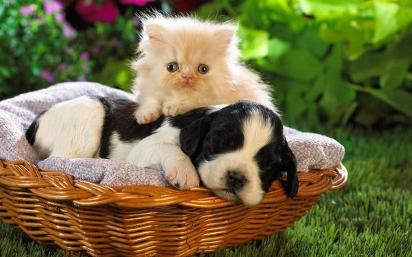 TotalInsurance4's tweet image. #Insurance renewals were never so relaxing! totalinsurance.uk.com #cuteanimals #cute #puppyhour #CatsOfTwitter #cats