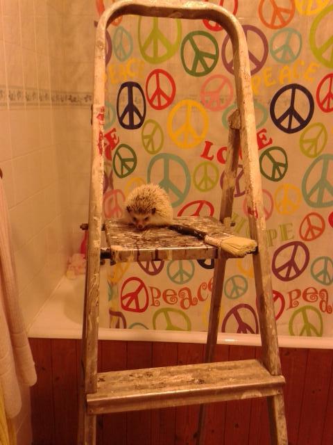 tigertiger987's tweet image. "@jonnypg_GB:@portstilton lent us a ladder to decorate the bathroom.With help from Sonic #borrowit #wllm14 http://t.co/FeB6hYXdIi" It's me!!