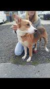 The_Animal_Team's tweet photo. This #gorgeous #girl #collie #desperately #needs #temporary #foster 3/4 days #ossett #area #petfree #recooperating http://t.co/C3N2KzFUXJ