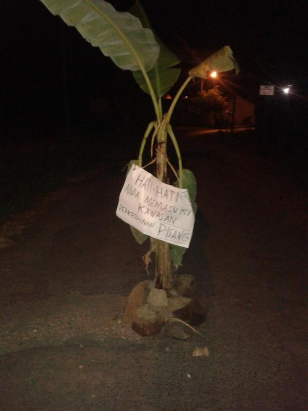 RAZMItech's tweet photo. Pohon pisang d tngh jln,aksi masyarakat kadupugur indihiang akibat jln rusak @TaselaUpdate @infotasik @infojawabarat http://t.co/rLifJUhEe8