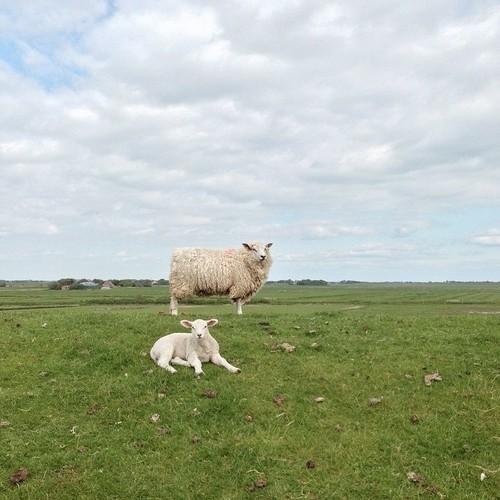 #sheepstagram x #boschzoo twib.in/l/XRn95pdnEbo | twibble.io