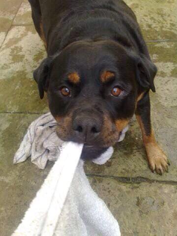 jamestbrown's tweet photo. #ADogsLife  Reggie Brown http://t.co/oC4Din3lin